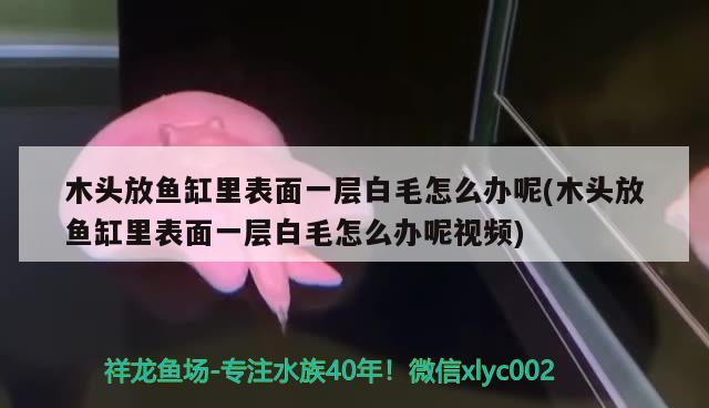 木頭放魚缸里表面一層白毛怎么辦呢(木頭放魚缸里表面一層白毛怎么辦呢視頻)