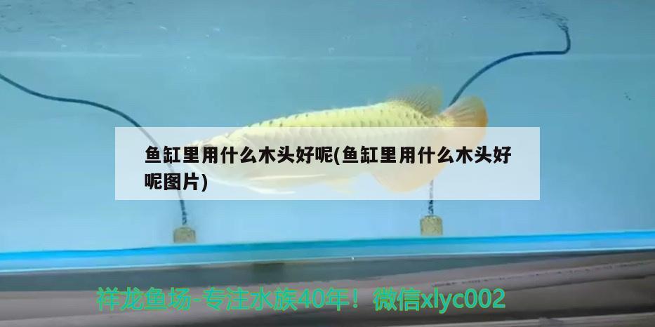 魚缸里用什么木頭好呢(魚缸里用什么木頭好呢圖片)