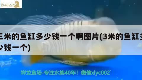 三米的魚缸多少錢一個啊圖片(3米的魚缸多少錢一個)