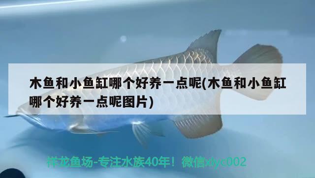 木魚和小魚缸哪個(gè)好養(yǎng)一點(diǎn)呢(木魚和小魚缸哪個(gè)好養(yǎng)一點(diǎn)呢圖片) 圖騰金龍魚