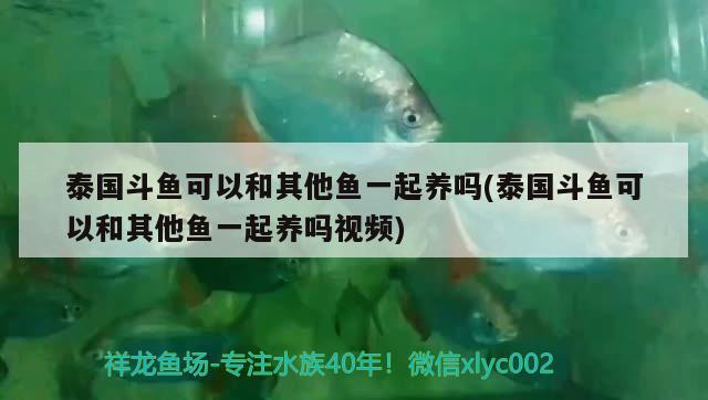 泰國(guó)斗魚可以和其他魚一起養(yǎng)嗎(泰國(guó)斗魚可以和其他魚一起養(yǎng)嗎視頻)