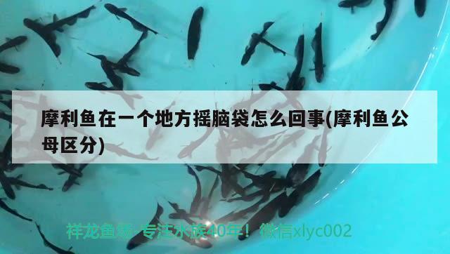 摩利魚在一個地方搖腦袋怎么回事(摩利魚公母區(qū)分)