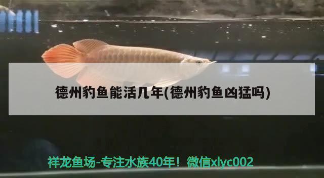 德州豹魚能活幾年(德州豹魚兇猛嗎)