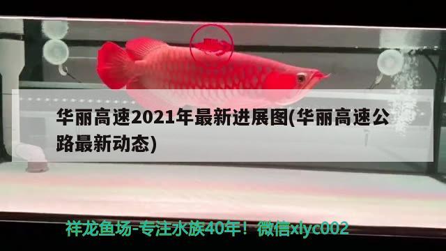 華麗高速2021年最新進(jìn)展圖(華麗高速公路最新動態(tài)) 觀賞魚