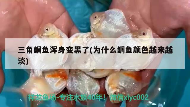 三角鯛魚渾身變黑了(為什么鯛魚顏色越來越淡)