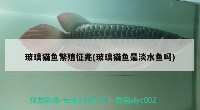 玻璃貓魚繁殖征兆(玻璃貓魚是淡水魚嗎) 觀賞魚