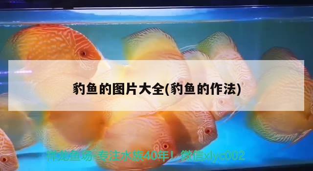 豹魚的圖片大全(豹魚的作法) 觀賞魚