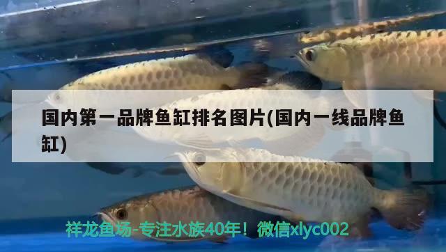 國內(nèi)第一品牌魚缸排名圖片(國內(nèi)一線品牌魚缸) 水族雜談