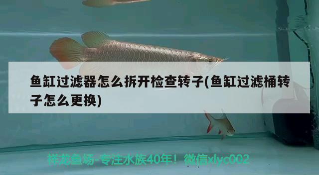 魚(yú)缸過(guò)濾器怎么拆開(kāi)檢查轉(zhuǎn)子(魚(yú)缸過(guò)濾桶轉(zhuǎn)子怎么更換)