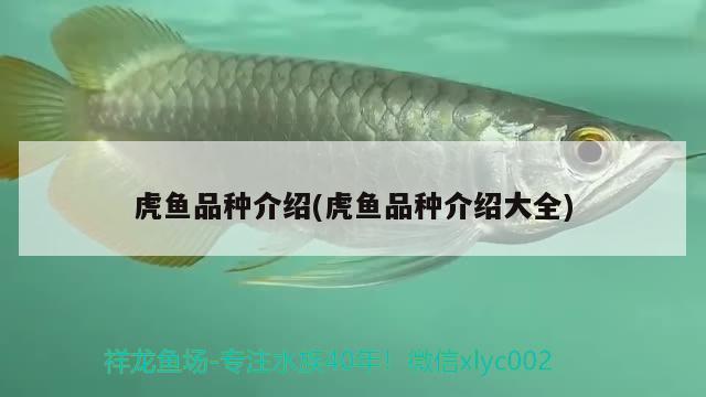 虎魚品種介紹(虎魚品種介紹大全) 虎魚百科