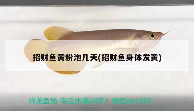 招財(cái)魚(yú)黃粉泡幾天(招財(cái)魚(yú)身體發(fā)黃)