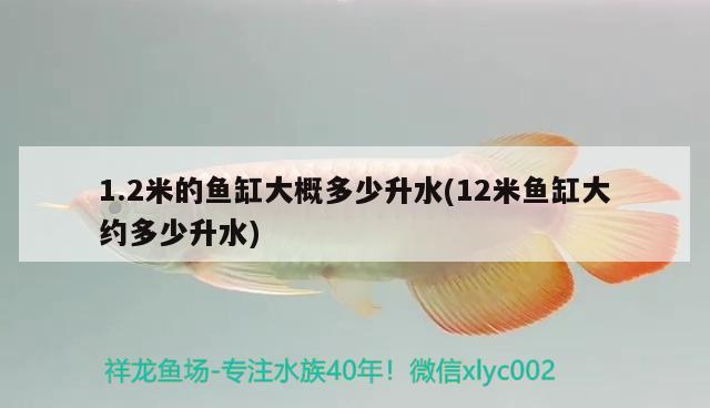 1.2米的魚缸大概多少升水(12米魚缸大約多少升水) 印尼虎苗