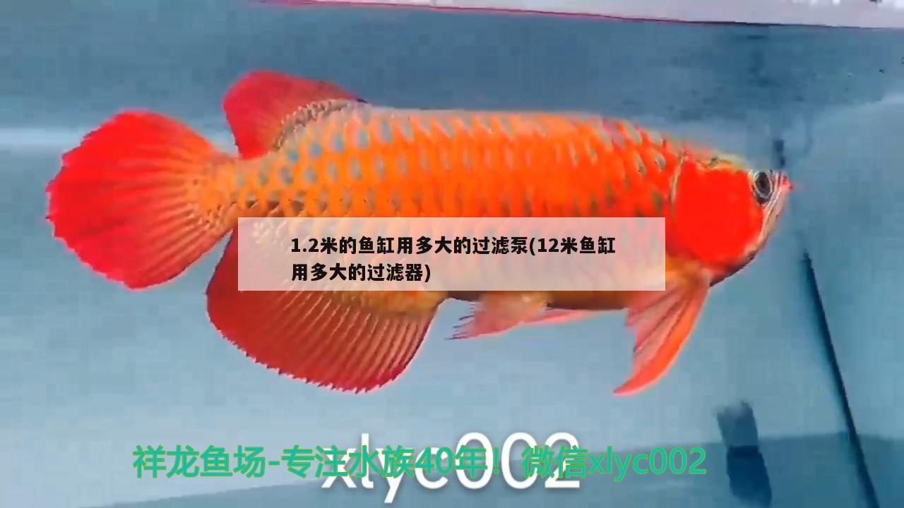 1.2米的魚缸用多大的過濾泵(12米魚缸用多大的過濾器)