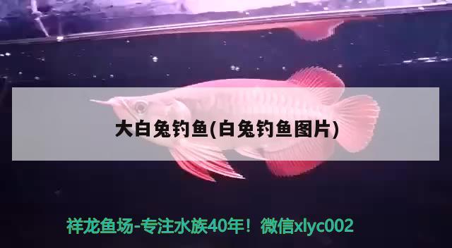 大白兔釣魚(白兔釣魚圖片) 垂釣樂園