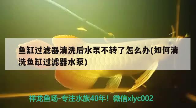 魚缸過濾器清洗后水泵不轉了怎么辦(如何清洗魚缸過濾器水泵)