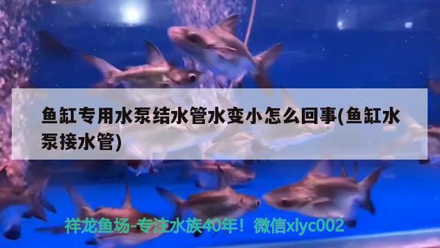 魚缸專用水泵結(jié)水管水變小怎么回事(魚缸水泵接水管)