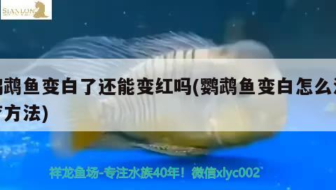 鸚鵡魚變白了還能變紅嗎(鸚鵡魚變白怎么治療方法)