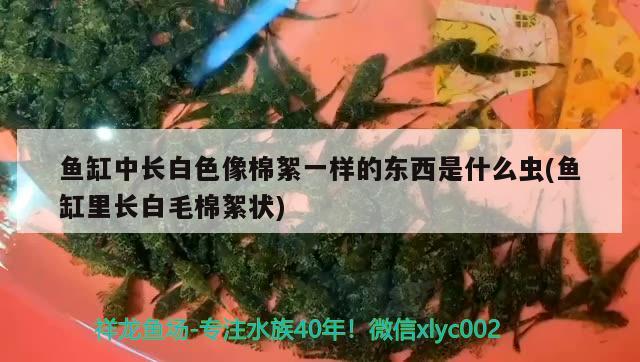 魚缸中長白色像棉絮一樣的東西是什么蟲(魚缸里長白毛棉絮狀)