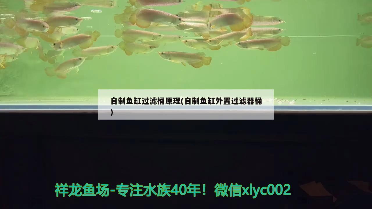 自制魚缸過濾桶原理(自制魚缸外置過濾器桶)