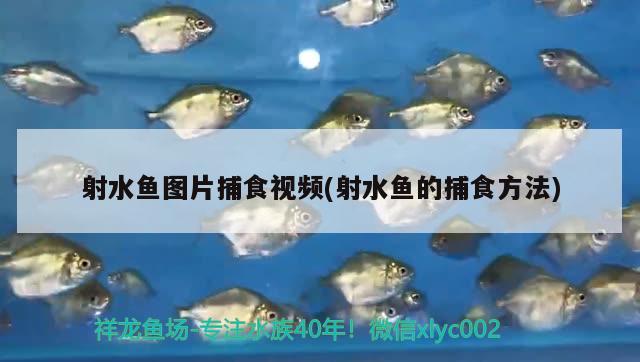 射水魚(yú)圖片捕食視頻(射水魚(yú)的捕食方法) 觀賞魚(yú)