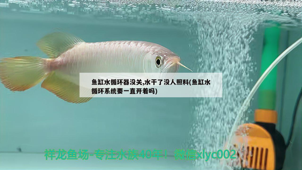 魚缸水循環(huán)器沒關(guān),水干了沒人照料(魚缸水循環(huán)系統(tǒng)要一直開著嗎) 金龍魚糧