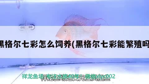 黑格爾七彩怎么飼養(yǎng)(黑格爾七彩能繁殖嗎) 觀賞魚