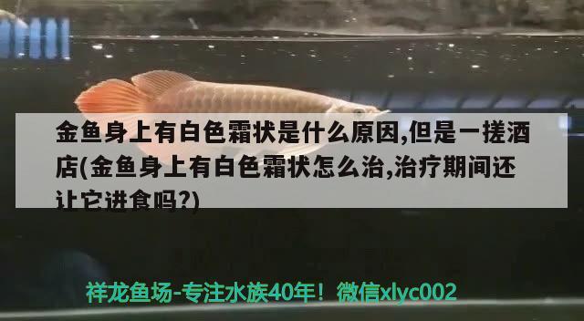 金魚身上有白色霜狀是什么原因,但是一搓酒店(金魚身上有白色霜狀怎么治,治療期間還讓它進(jìn)食嗎?)