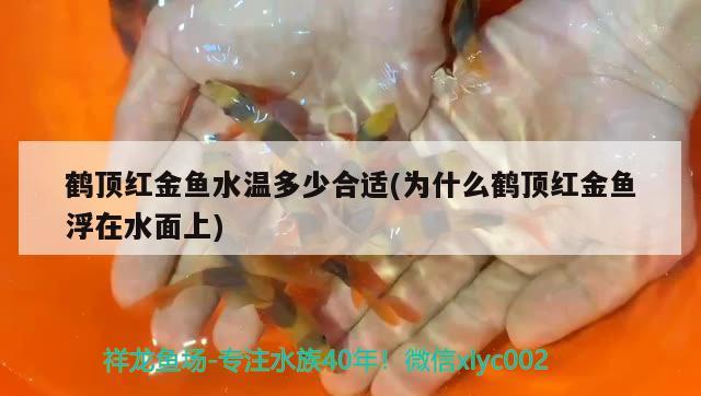 鶴頂紅金魚水溫多少合適(為什么鶴頂紅金魚浮在水面上)