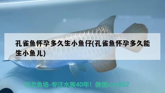 孔雀魚懷孕多久生小魚仔(孔雀魚懷孕多久能生小魚兒) 觀賞魚