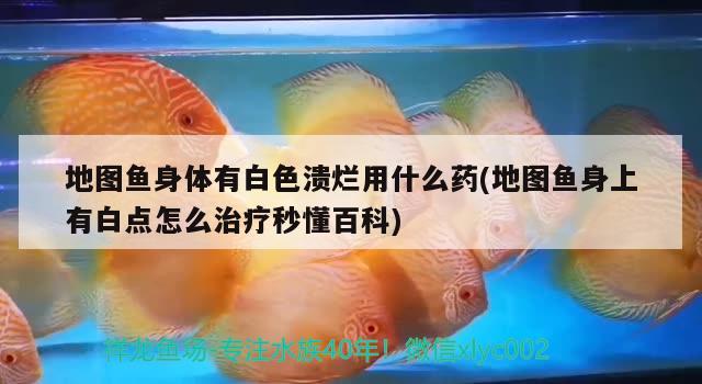 地圖魚身體有白色潰爛用什么藥(地圖魚身上有白點怎么治療秒懂百科) 觀賞魚