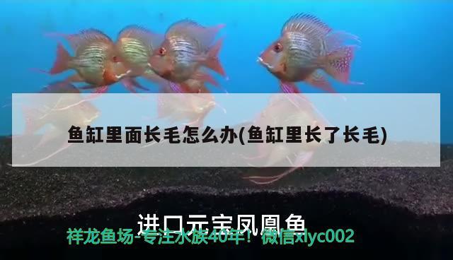 魚(yú)缸里面長(zhǎng)毛怎么辦(魚(yú)缸里長(zhǎng)了長(zhǎng)毛)