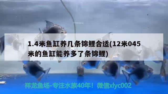 1.4米魚缸養(yǎng)幾條錦鯉合適(12米045米的魚缸能養(yǎng)多了條錦鯉) 祥龍水族醫(yī)院