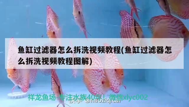 魚缸過濾器怎么拆洗視頻教程(魚缸過濾器怎么拆洗視頻教程圖解)