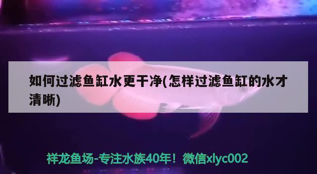 如何過濾魚缸水更干凈(怎樣過濾魚缸的水才清晰) 三間鼠魚 第2張