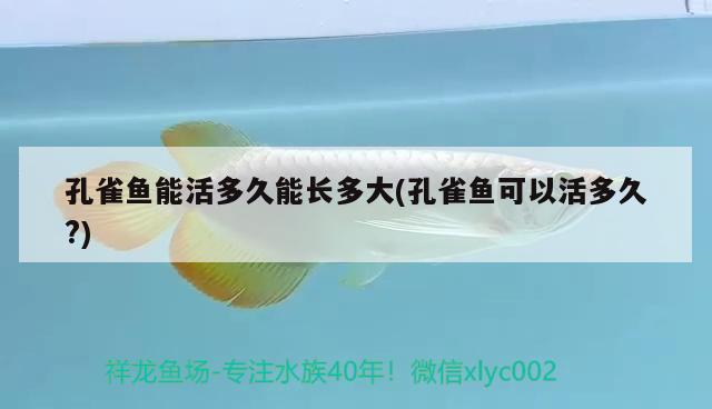 孔雀魚能活多久能長多大(孔雀魚可以活多久?) 觀賞魚