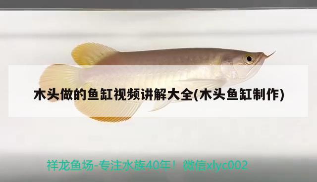 木頭做的魚(yú)缸視頻講解大全(木頭魚(yú)缸制作) 細(xì)線銀板魚(yú)苗