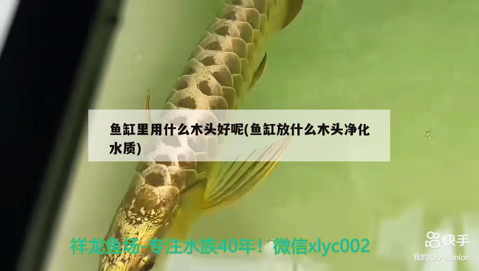 魚缸里用什么木頭好呢(魚缸放什么木頭凈化水質(zhì)) 埃及神仙魚