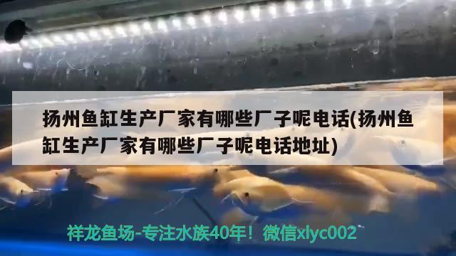 揚州魚缸生產(chǎn)廠家有哪些廠子呢電話(揚州魚缸生產(chǎn)廠家有哪些廠子呢電話地址) 委內瑞拉奧里諾三間魚苗