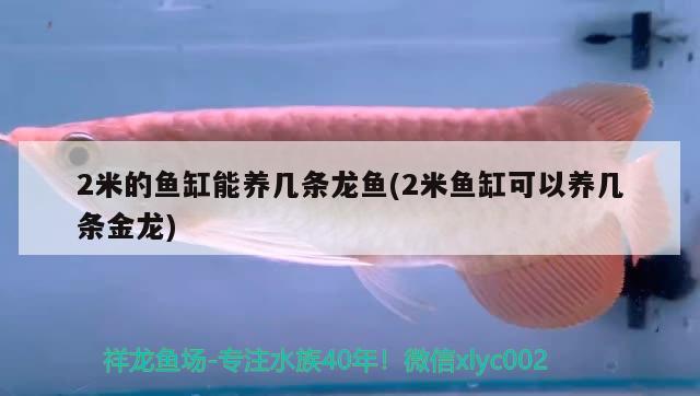 2米的魚缸能養(yǎng)幾條龍魚(2米魚缸可以養(yǎng)幾條金龍) 白子銀龍魚苗