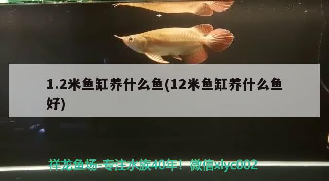 1.2米魚缸養(yǎng)什么魚(12米魚缸養(yǎng)什么魚好)