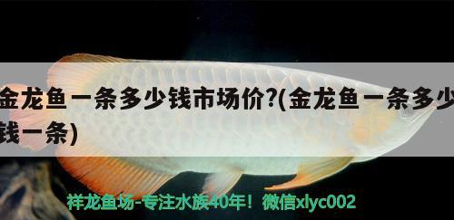 金龍魚一條多少錢市場(chǎng)價(jià)?(金龍魚一條多少錢一條) 觀賞魚