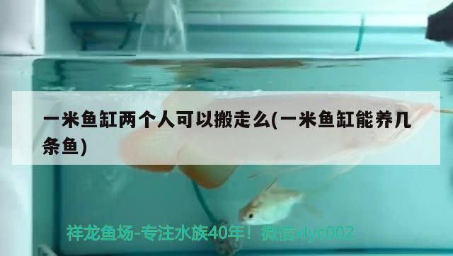 一米魚缸兩個(gè)人可以搬走么(一米魚缸能養(yǎng)幾條魚)