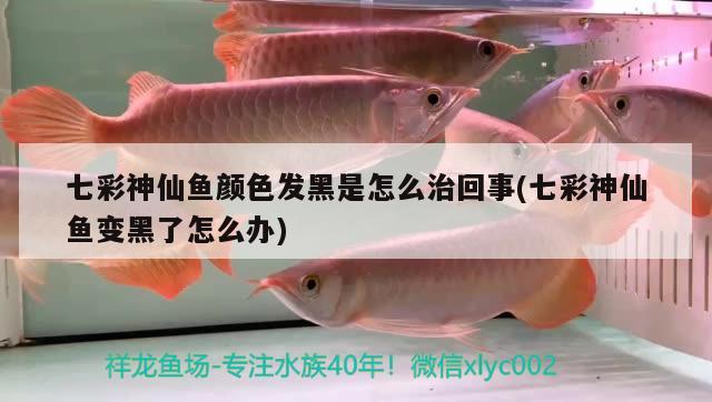 七彩神仙魚顏色發(fā)黑是怎么治回事(七彩神仙魚變黑了怎么辦)