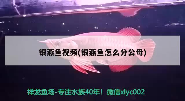 銀燕魚視頻(銀燕魚怎么分公母)