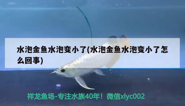 水泡金魚水泡變小了(水泡金魚水泡變小了怎么回事)