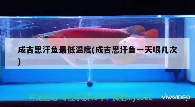 成吉思汗魚最低溫度(成吉思汗魚一天喂幾次) 觀賞魚