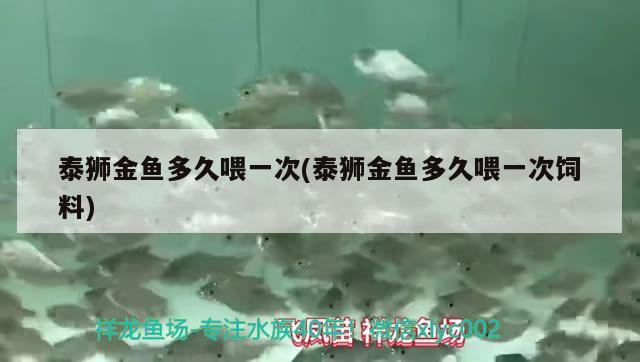 泰獅金魚多久喂一次(泰獅金魚多久喂一次飼料) 觀賞魚