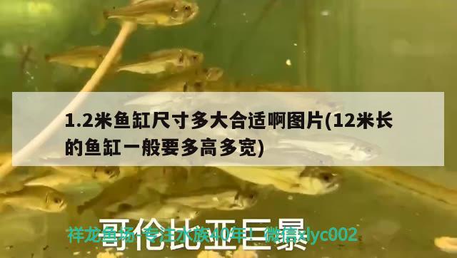 1.2米魚缸尺寸多大合適啊圖片(12米長(zhǎng)的魚缸一般要多高多寬) 噴點(diǎn)菠蘿魚