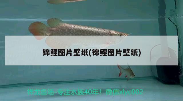 錦鯉圖片壁紙(錦鯉圖片壁紙) 觀賞魚