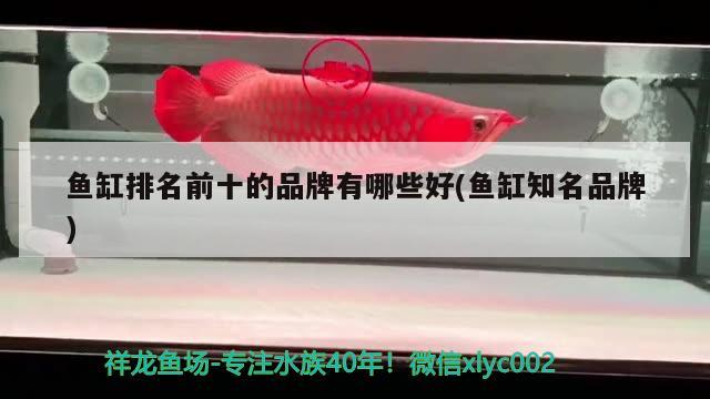 魚(yú)缸排名前十的品牌有哪些好(魚(yú)缸知名品牌) 觀賞魚(yú)魚(yú)苗